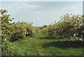 Orchard at Tiptree Jam factory