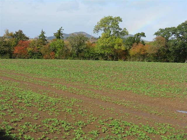 Field near Pinnacle