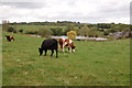 Cattle grazing on Noxon farm near Noxon Pond