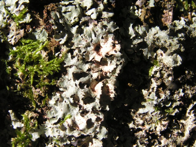 Lichen on coppice oak, Potterland Wood