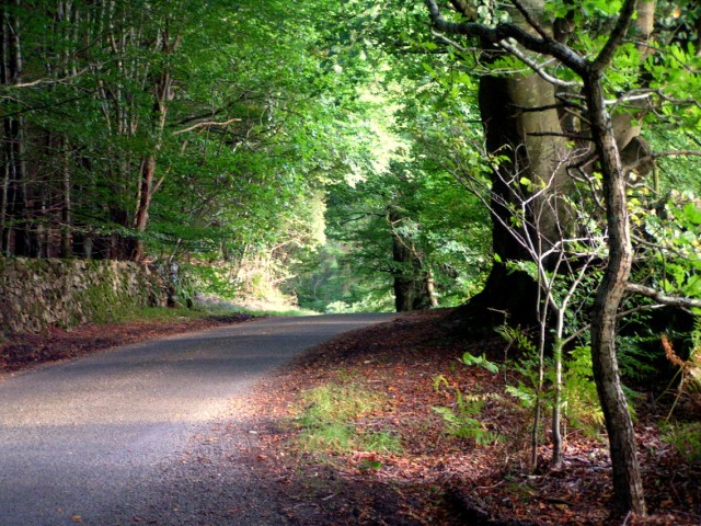 The Old Road Down Potterland Glen