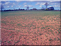 Crop field near Marston Cottages