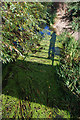 Shadows and weed on Rea Brook