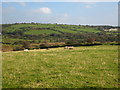 Sheep pasture above Siblyback Lake