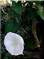 Great Bindweed - Calystegia sepium