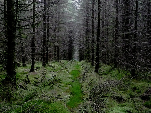 In the Tywi Forest near Cnol Wen, Powys