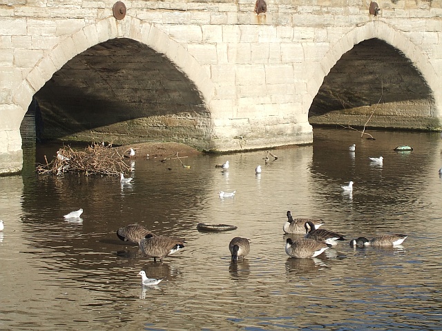 Geese and gulls neath Clopton Bridge
