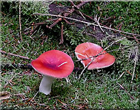 SN8260 : Red forest fungi near Cnol Wen, Powys by Roger  Kidd