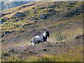 NH2738 : Wild Goat, Glen Strathfarrar by sylvia duckworth