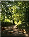 Lane at Blackberry Barn