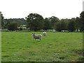 Sheep at Winterbottom Farm