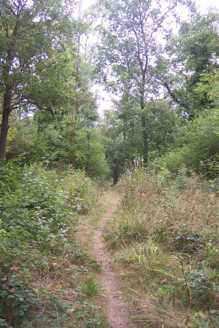 Footpath in Timber Wood