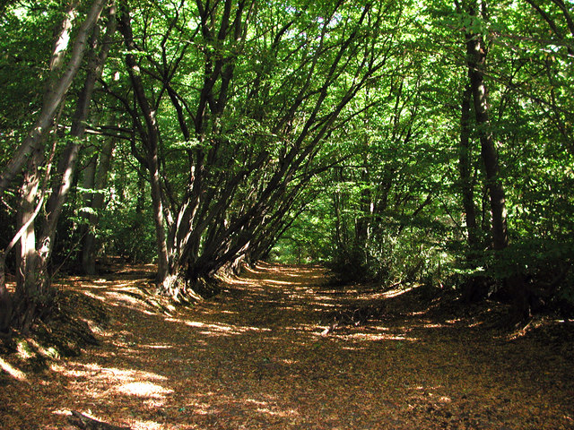 Trackway in woods near Bedmond