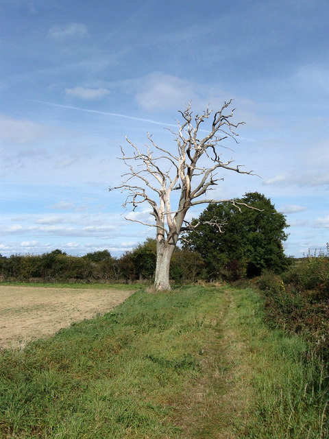 Dead Oak, Little Newlands