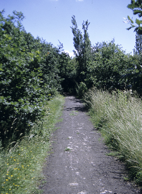 Track in the Dunton Plotlands nature reserve