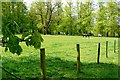 Paddock near Home Farm