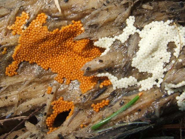 A slime mould - Trichia species
