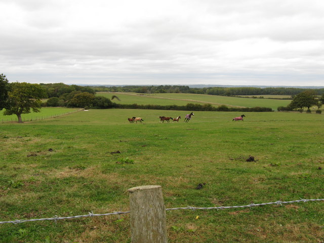 Horse play in field