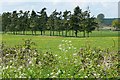 Meadow near Folds Farm