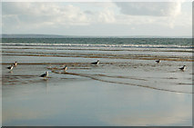 SM8422 : Gulls on the low water shoreline at Newgale by Andy F