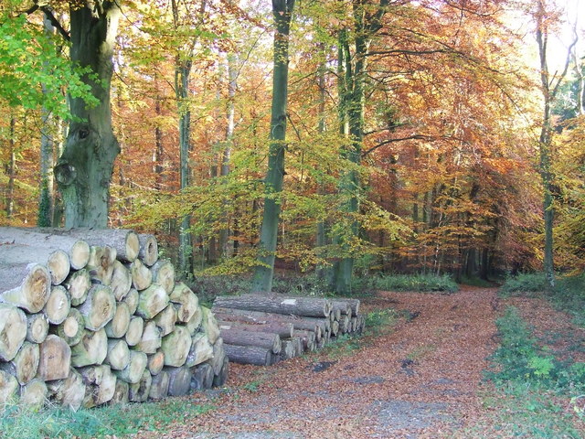 Woodland Track in Autumn