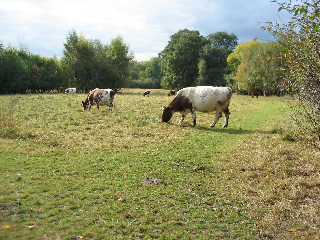 Cattle grazing at Canley Ford