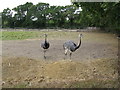 A pair of Rheas