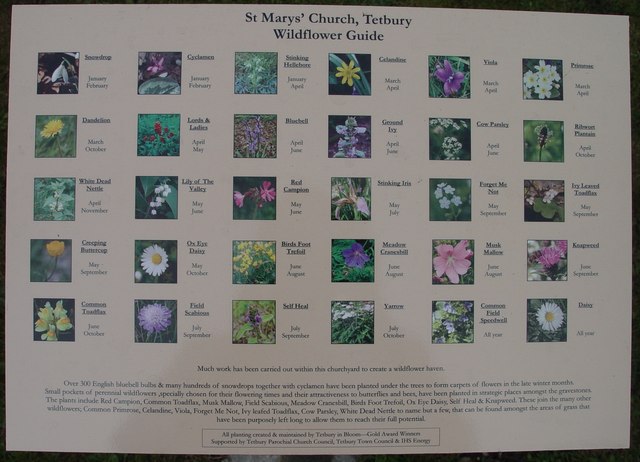 Wildflower Guide St Mary's Church Tetbury.