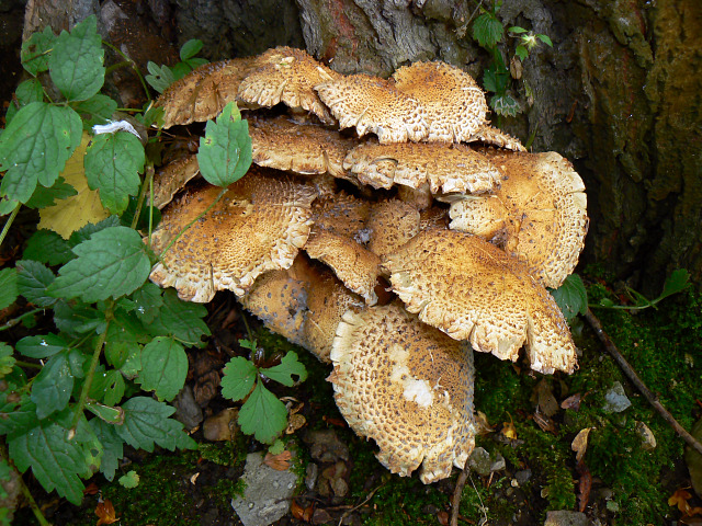 Side view of fungus in Stanton Park, Swindon