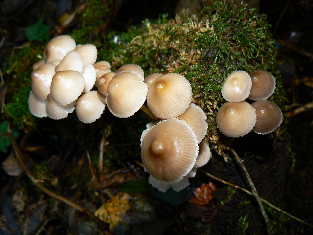Fungi on a tree stump, Stanton Park, Swindon