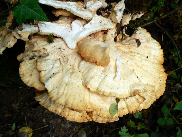 Large fungus, Stanton Park, Swindon