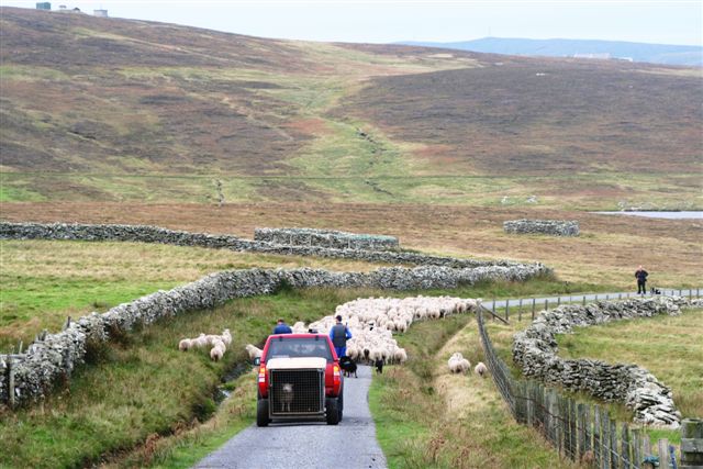 Noss sheep being driven past Sildries croft