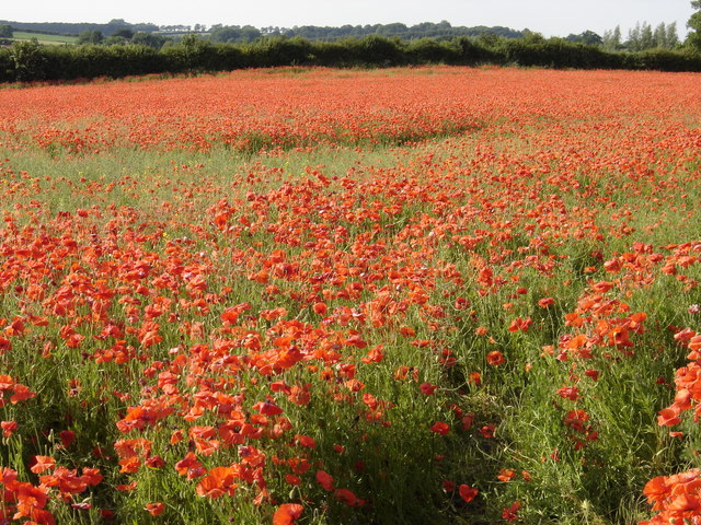 This is why Norfolk is called "Poppyland"