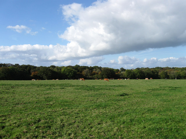 Upper Lambourne Field