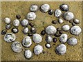 Limpets on yellow rock