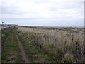 Grassland between railway and cliff-top, Ryehope