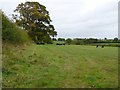 Pasture Field near Hazelbury Bryan