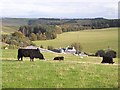 Bullocks at Wollrig