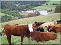 Cattle above Blairgowrie