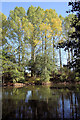 Tall trees at Rougham Lake