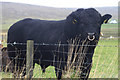 HP6312 : Big, black bull, Haroldswick by Mike Pennington