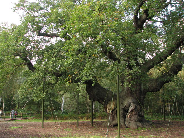 Major Oak © Philip Wallbank :: Geograph Britain and Ireland