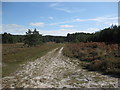 Wareham Forest Walk