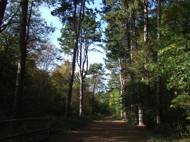 Track through the trees