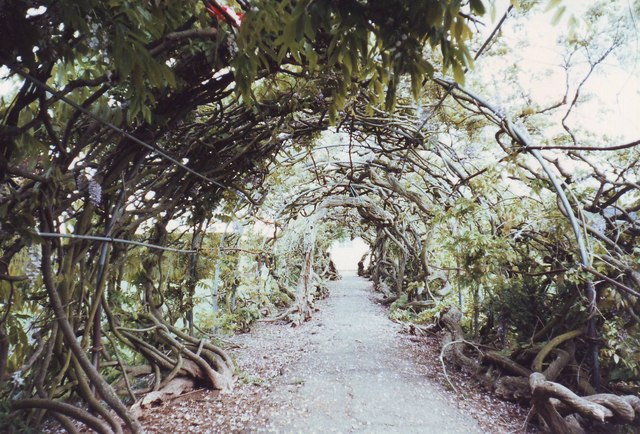Wisteria arch in the Pleasure Ground, St Thomas, Exeter