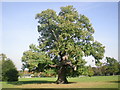 Sweet Chestnut tree in Carshalton Park