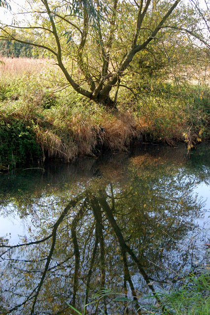 Willow reflected in the River Leam near the Fosse Way