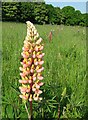 Terwick Church Meadow