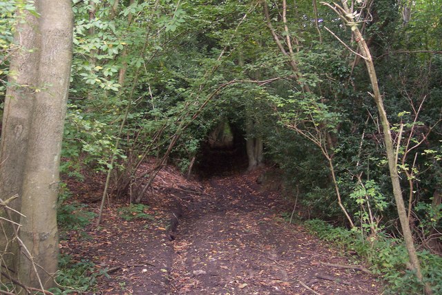 Diagonal Bridleway through Birchfield Wood