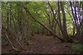 Bridleway in Chapfield Wood